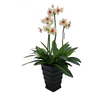 Planta Artificial Narcissus 786-36-4